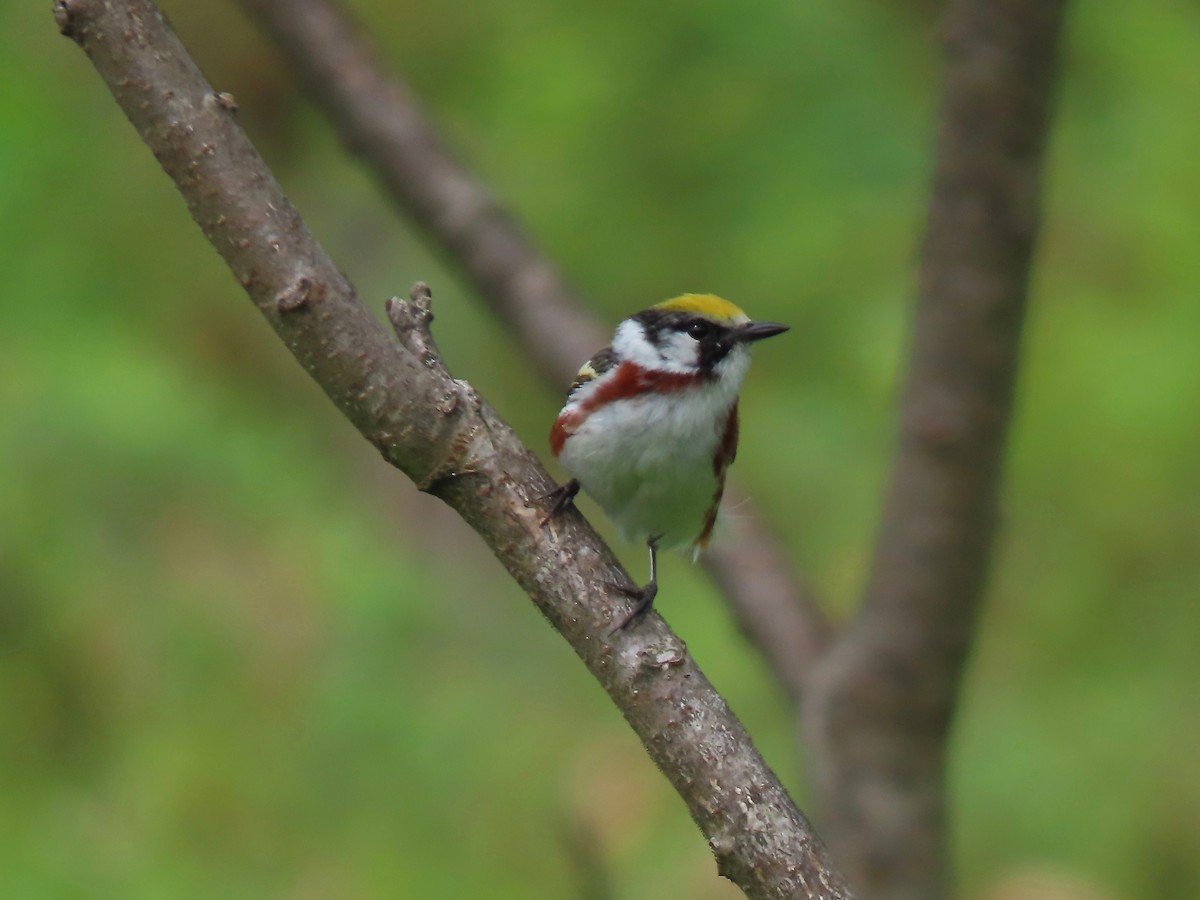 Chestnut-sided Warbler - ML351319291