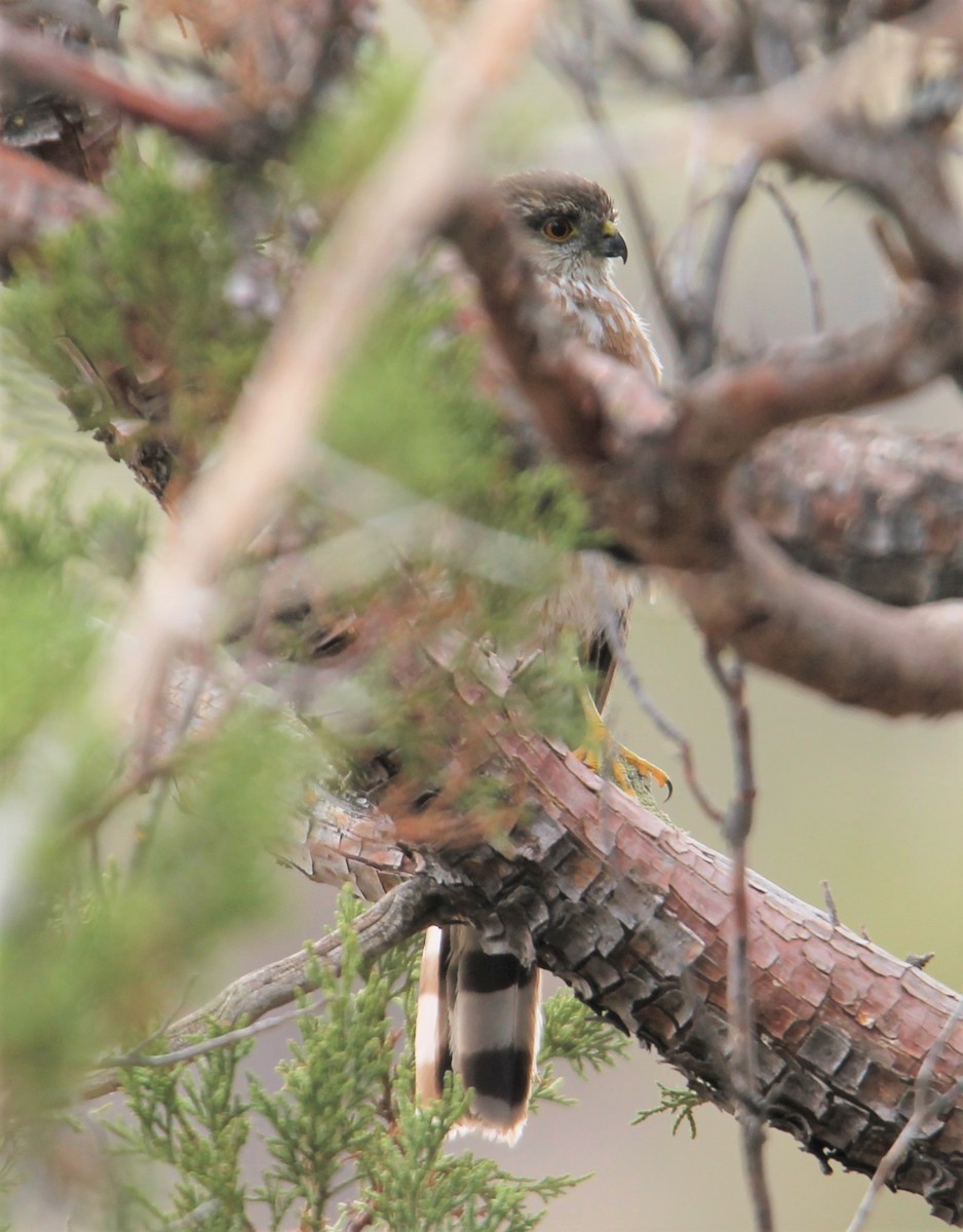 Sharp-shinned Hawk - ML351320951