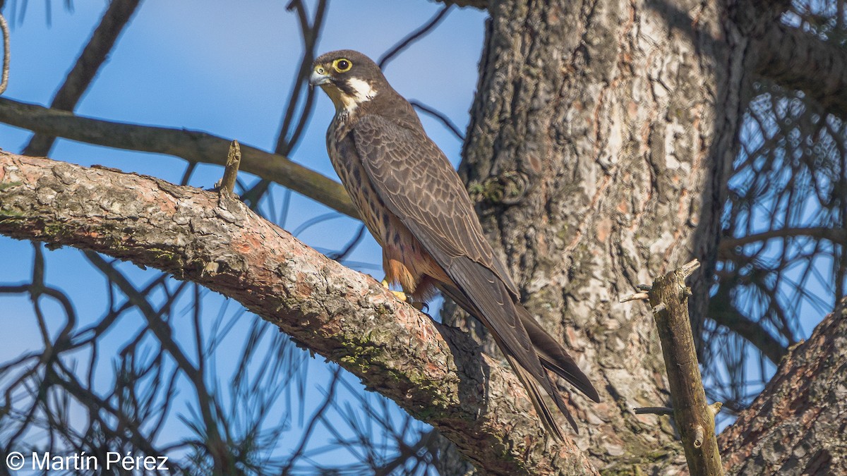 Eleonora's Falcon - ML351321041