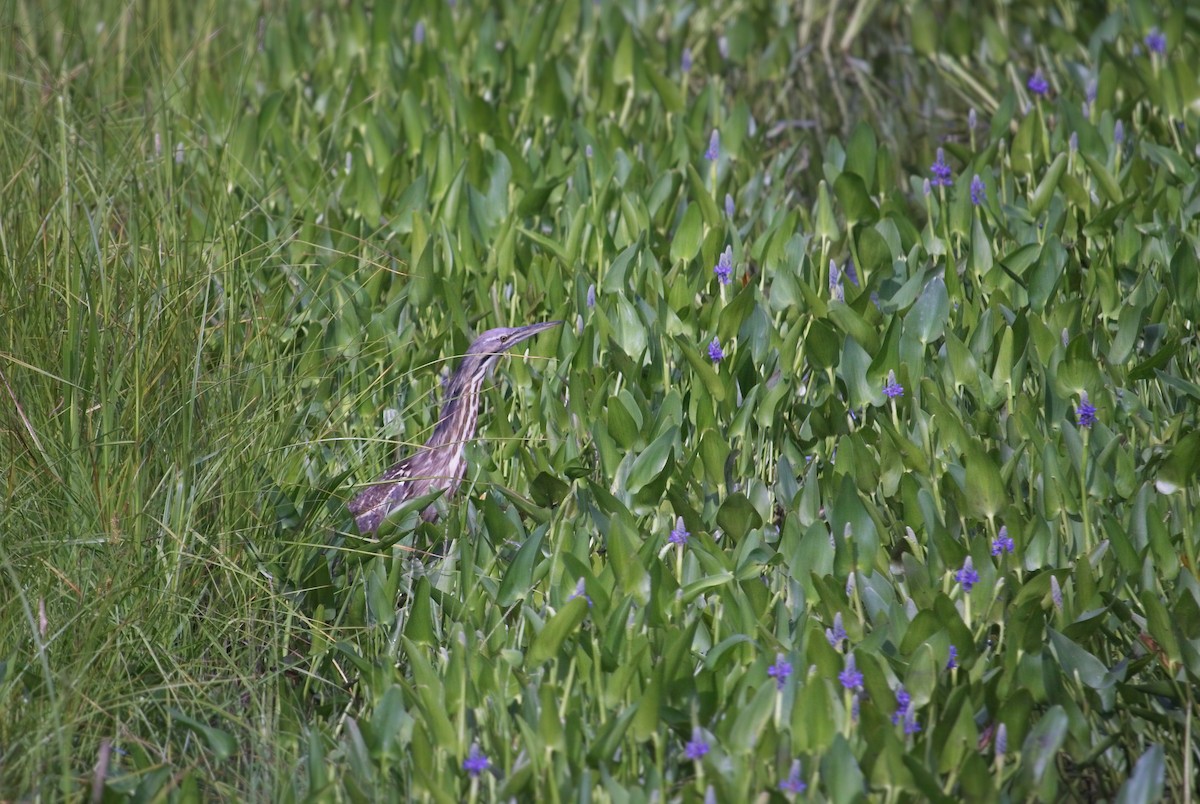 American Bittern - ML351321101