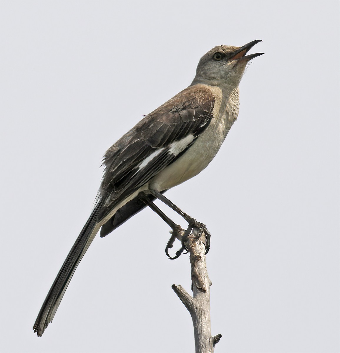 Northern Mockingbird - George Nothhelfer