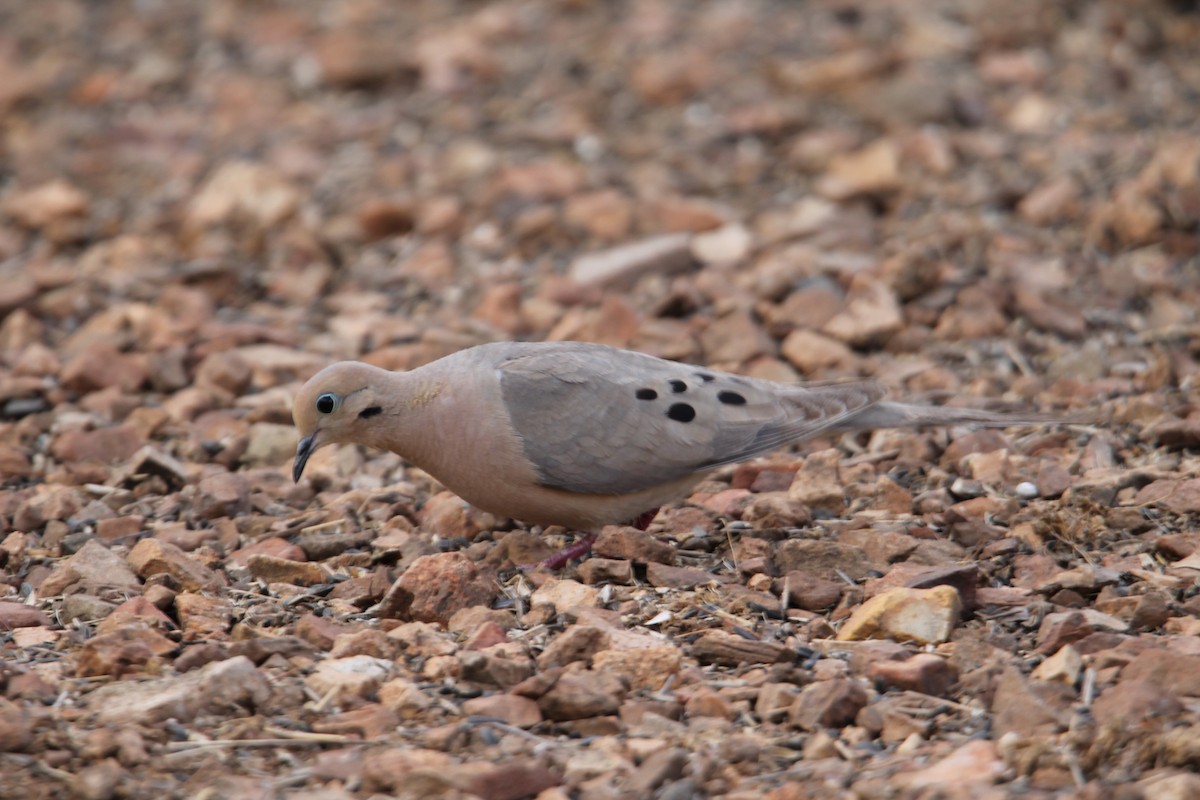 Mourning Dove - ML351322311