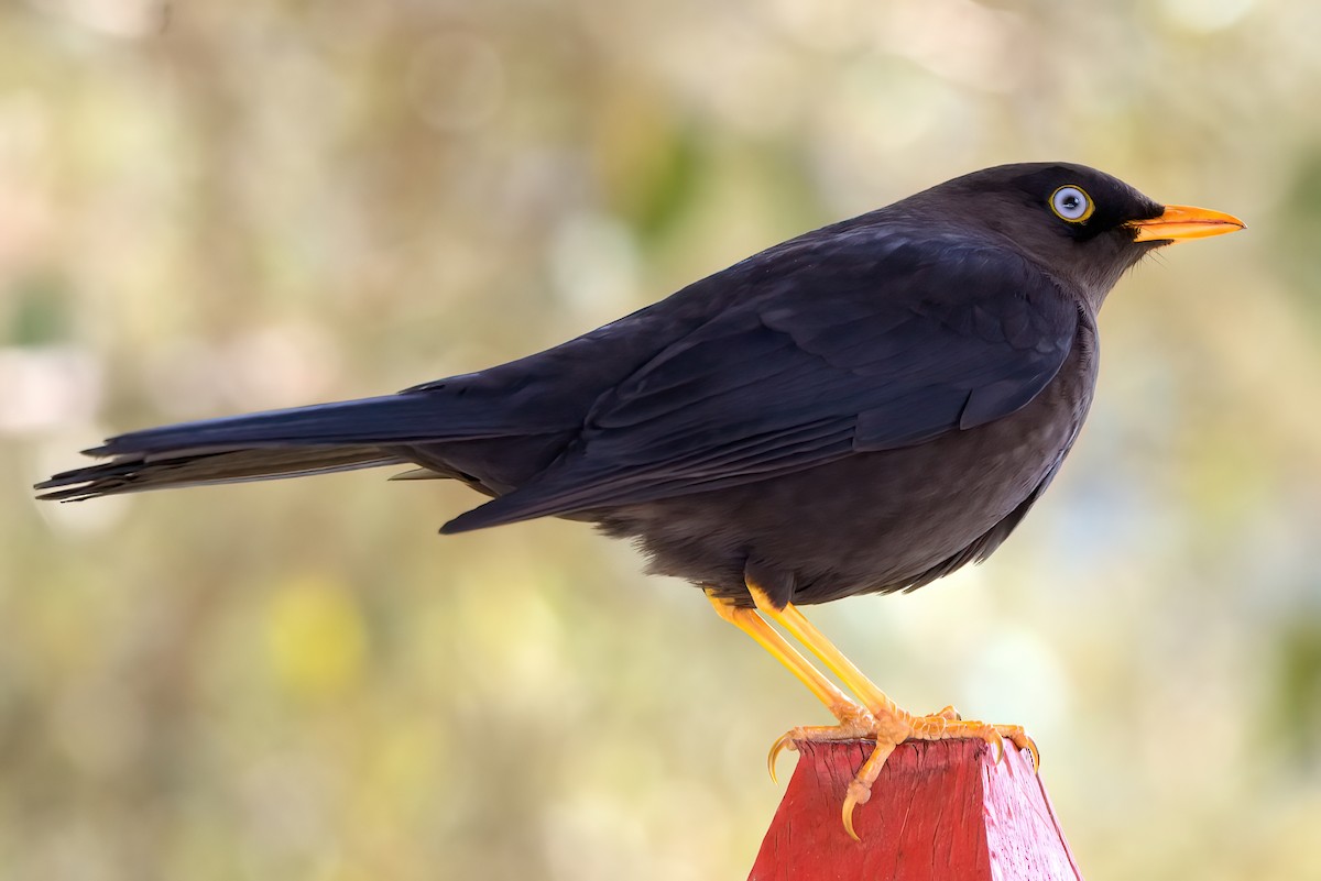 Sooty Thrush - ML351323981