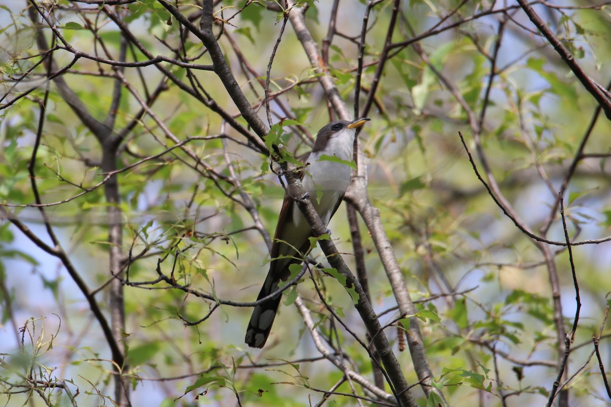 Yellow-billed Cuckoo - ML351324061