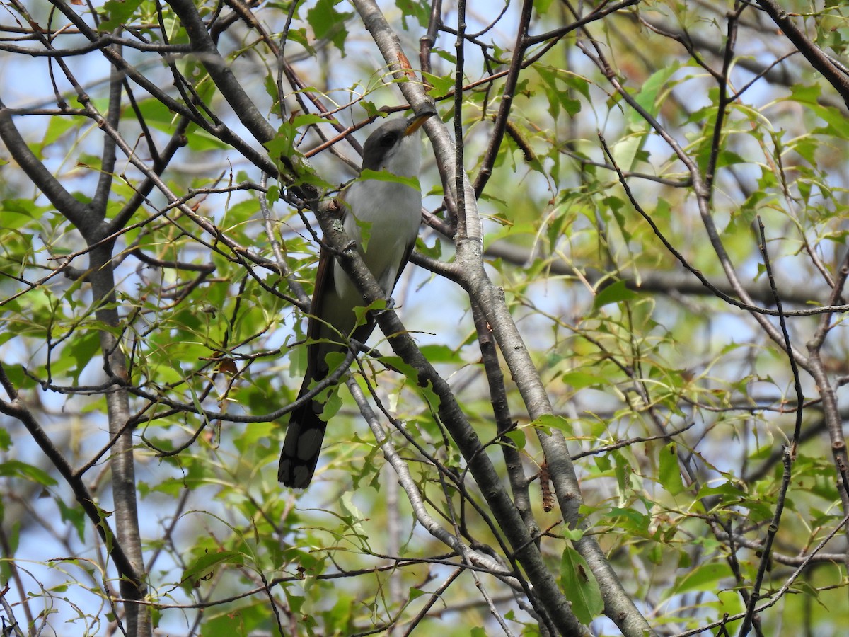 Yellow-billed Cuckoo - ML351324861