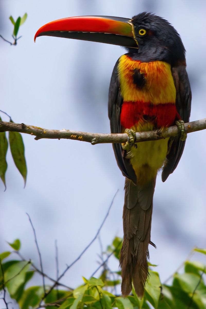 Fiery-billed Aracari - Jaap Velden