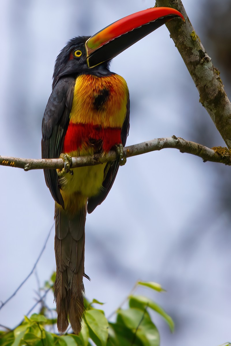 Fiery-billed Aracari - Jaap Velden