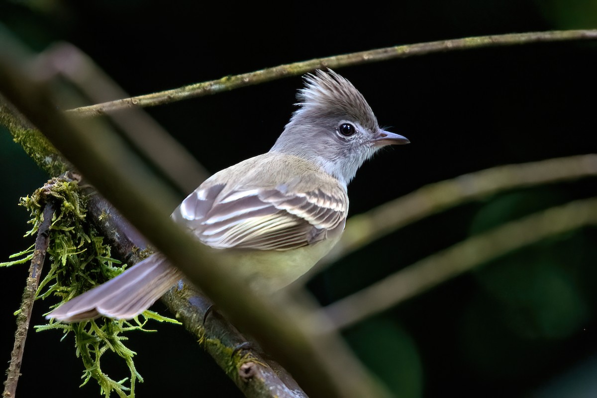 Yellow-bellied Elaenia - Jaap Velden