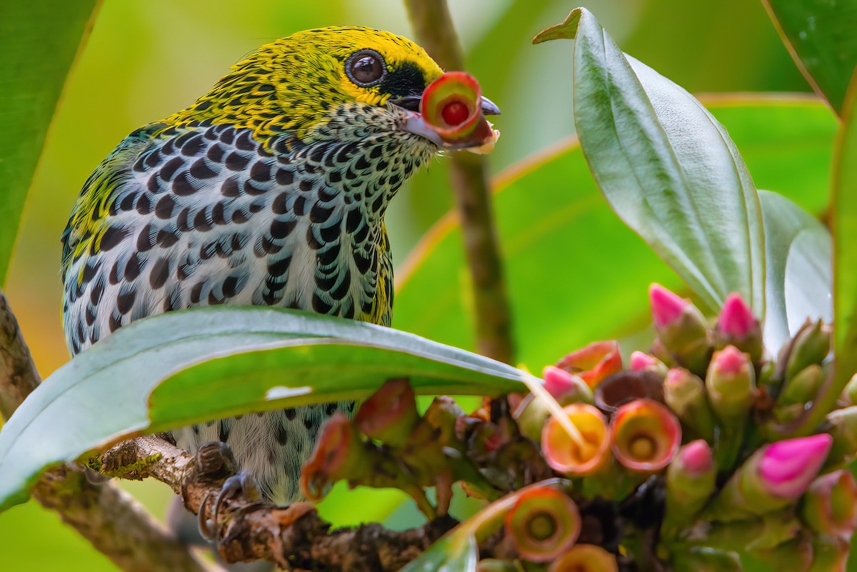 Speckled Tanager - Jaap Velden