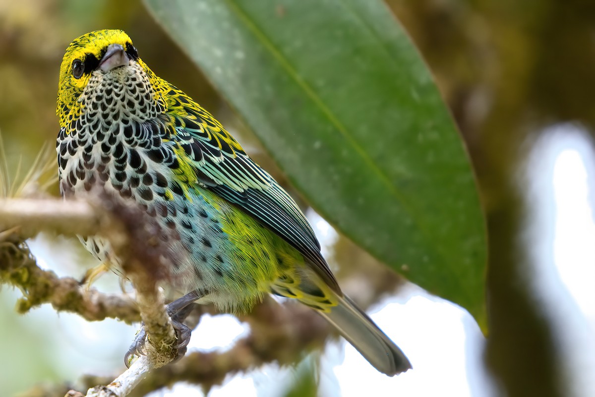 Speckled Tanager - Jaap Velden