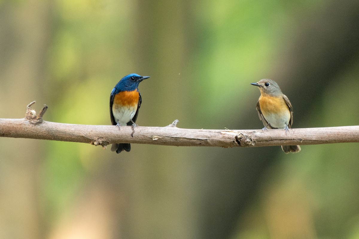 Blaukehl-Blauschnäpper - ML351331721