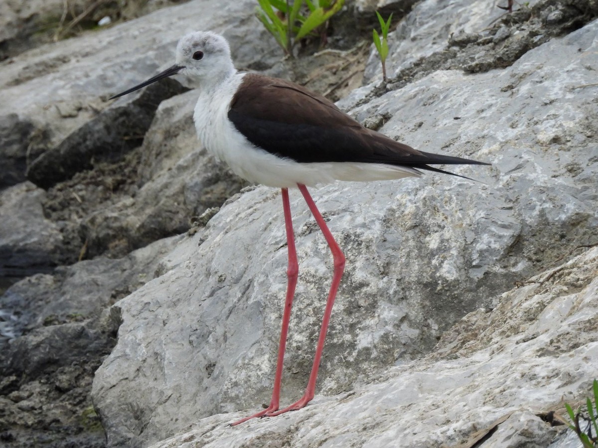 Black-winged Stilt - Joseba Amenabar