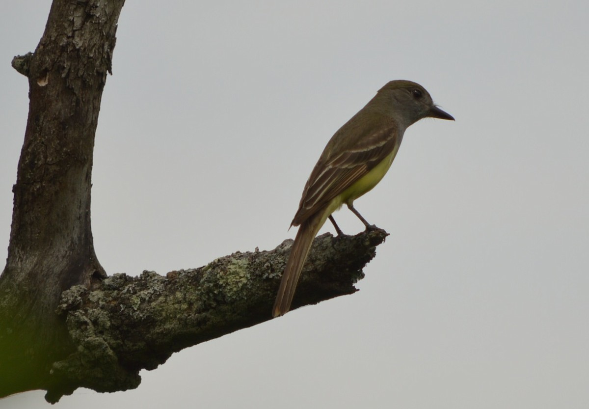 Great Crested Flycatcher - ML351332671