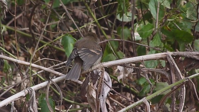 Fuscous Flycatcher - ML351332731