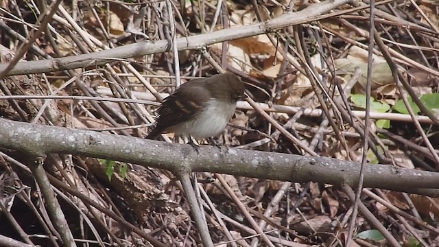 Fuscous Flycatcher - ML351332771