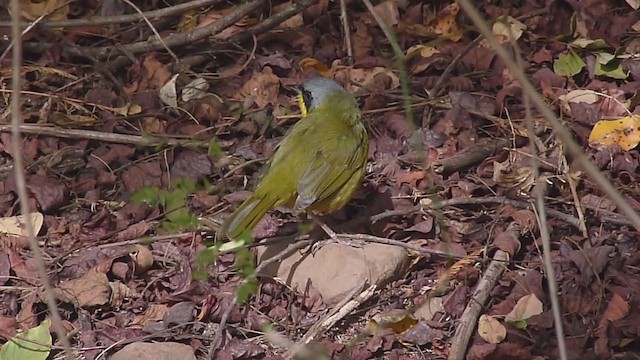 Southern Yellowthroat - ML351332801