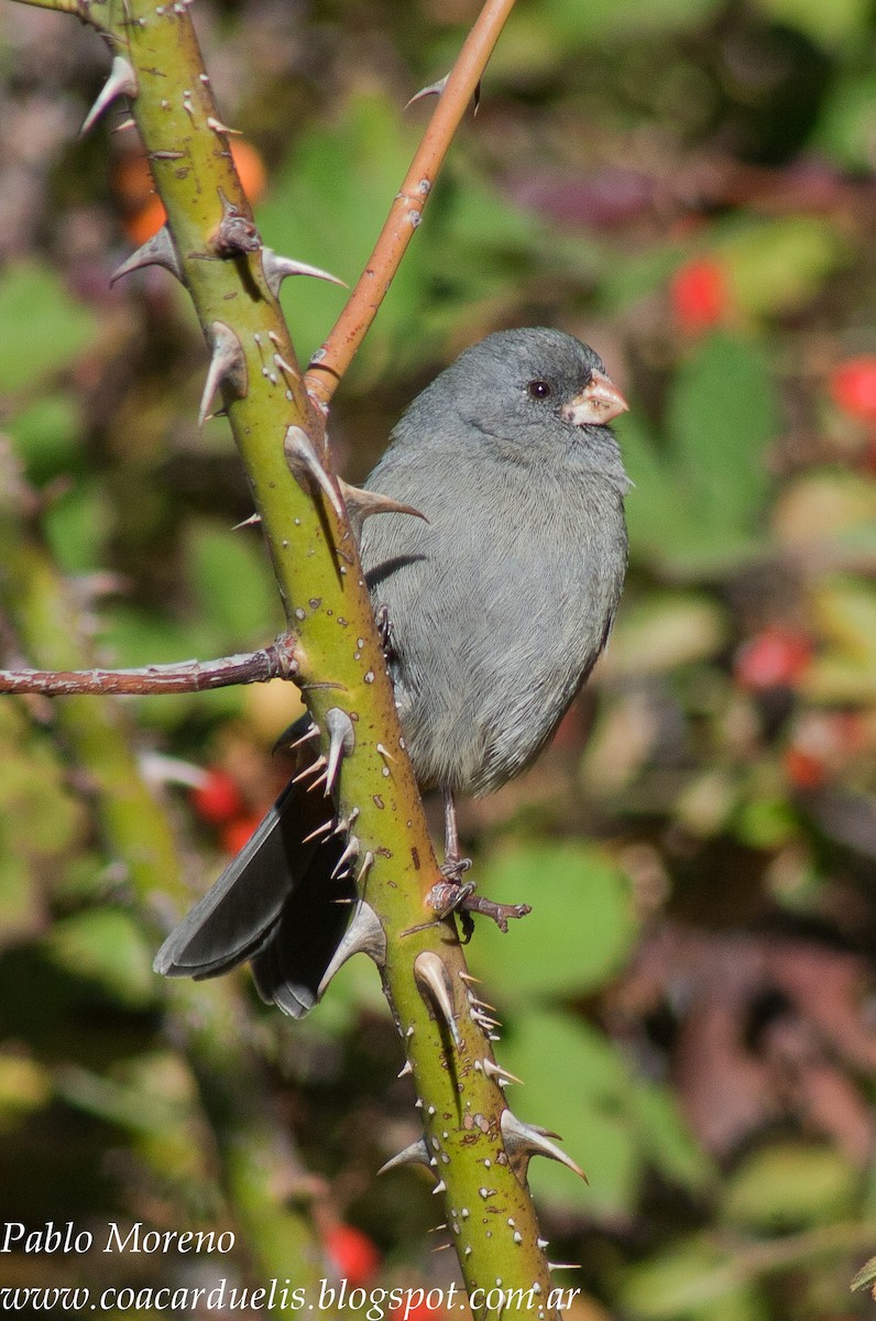 Plain-colored Seedeater - Pablo Moreno