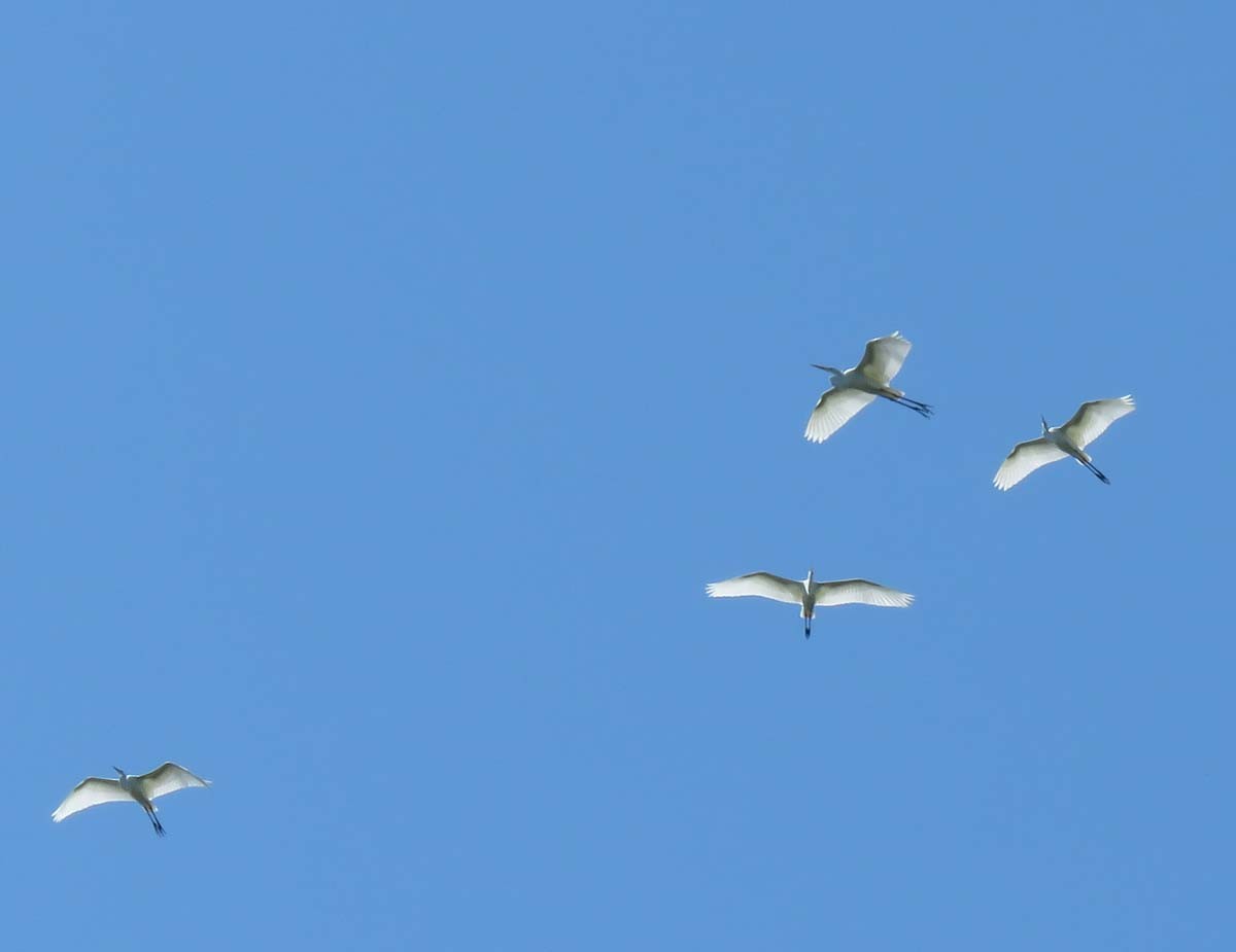 Great Egret - ML351333451