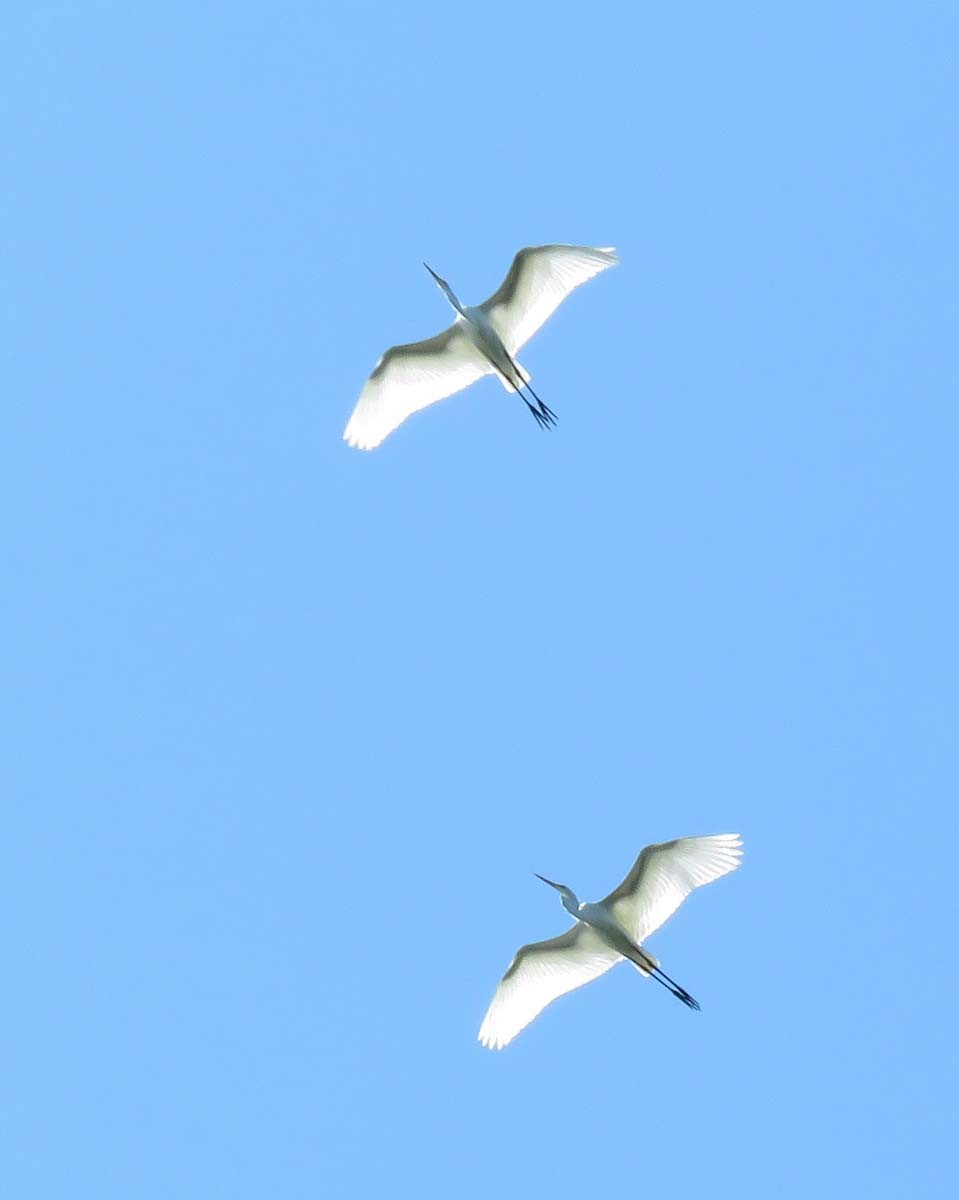 Great Egret - ML351333491