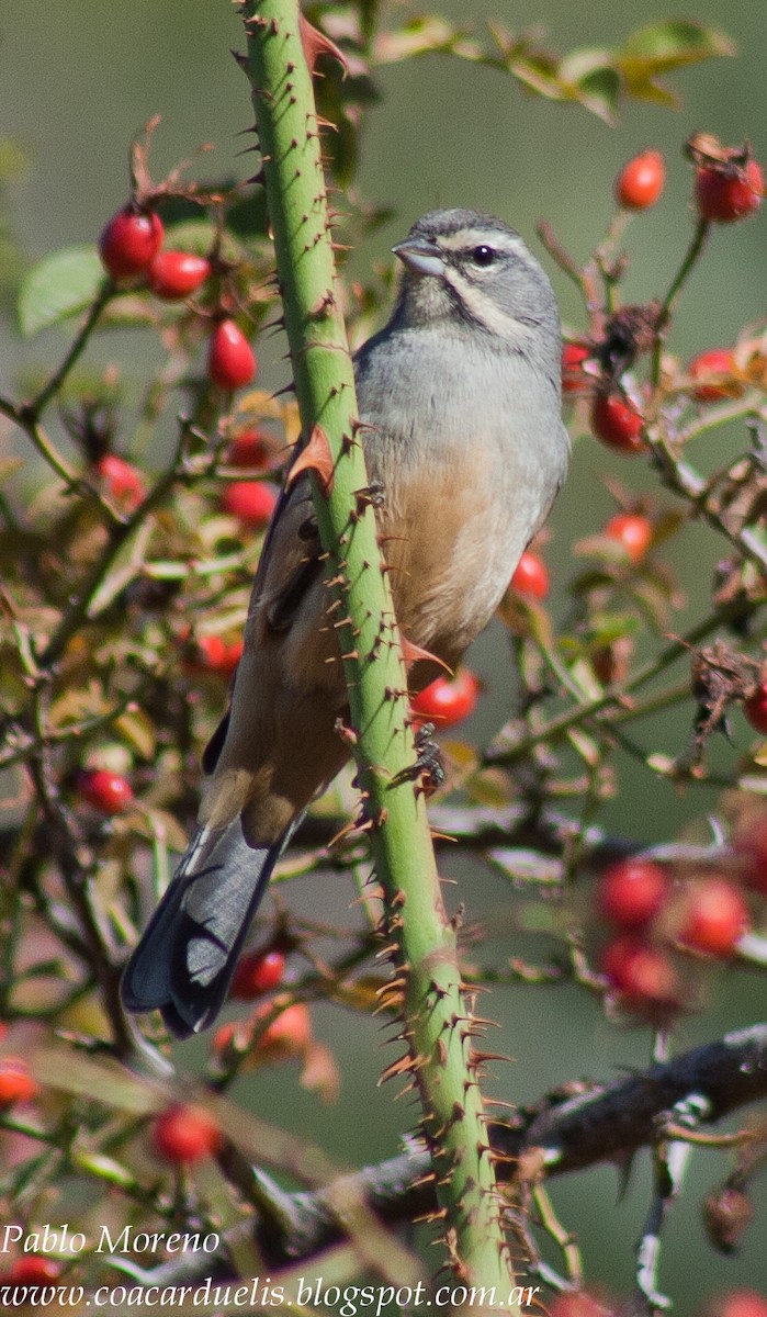 Rufous-sided Warbling Finch - ML35133431