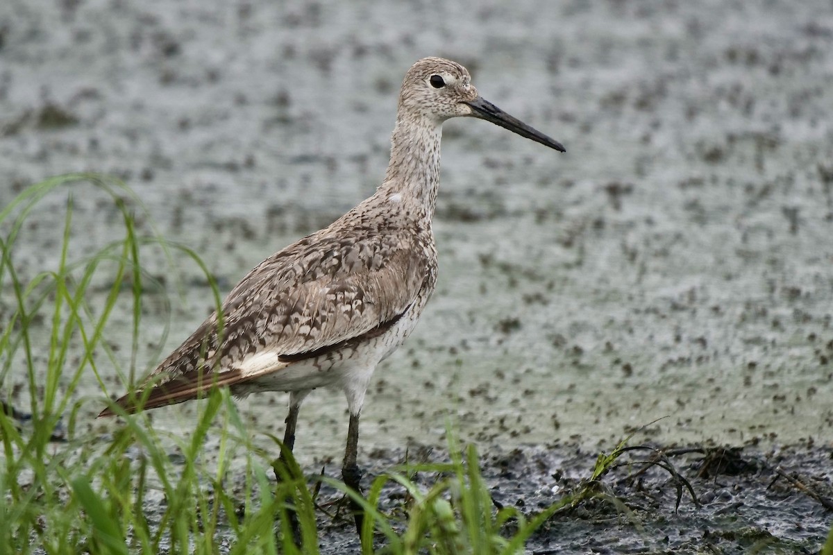 Willet - Janet Davis