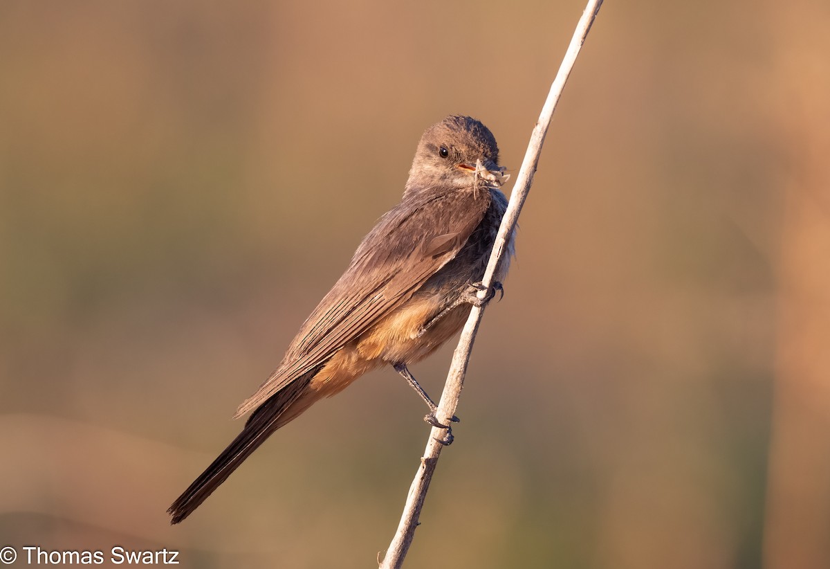 Say's Phoebe - Thomas Swartz