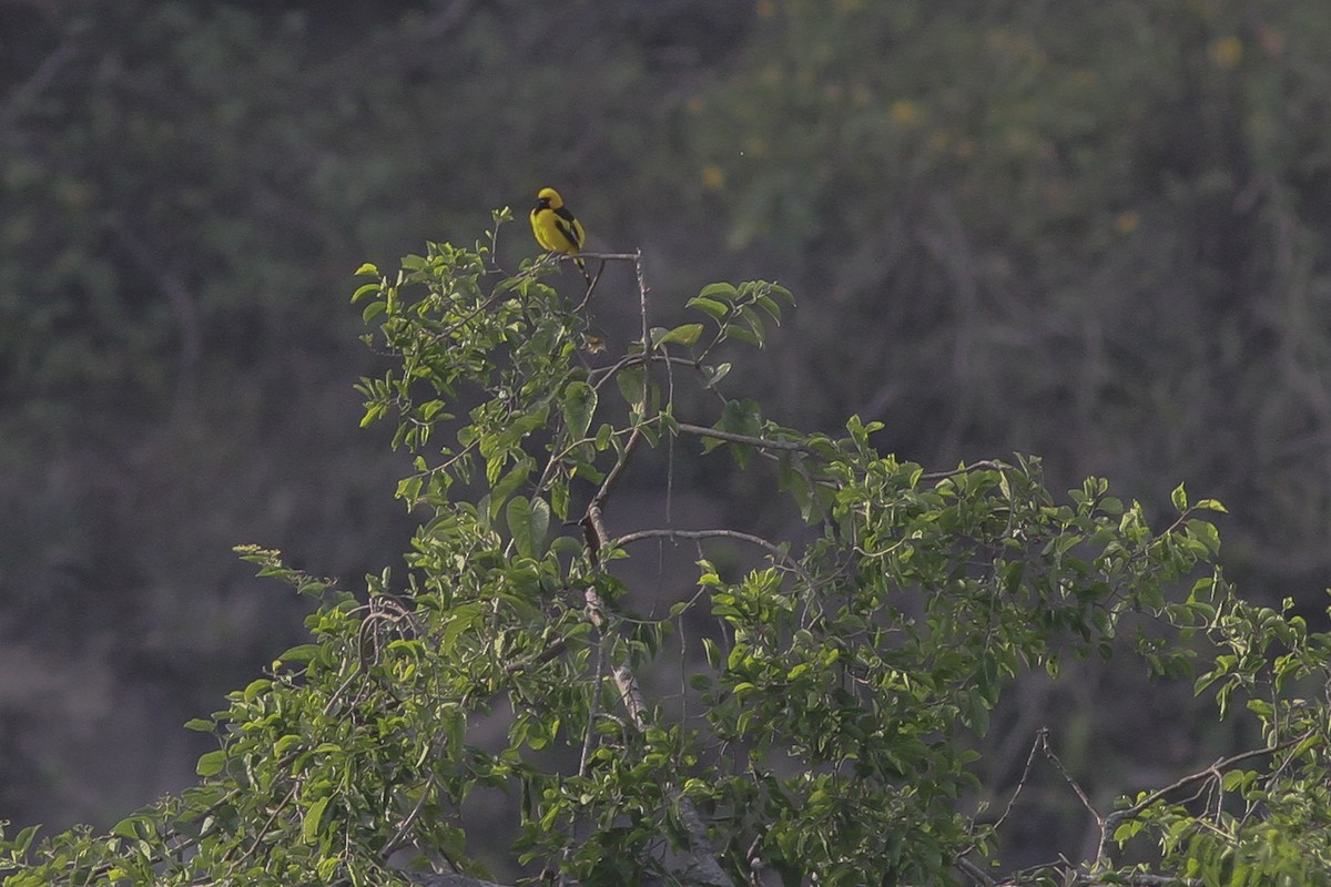 Yellow-tailed Oriole - Steve Kelling