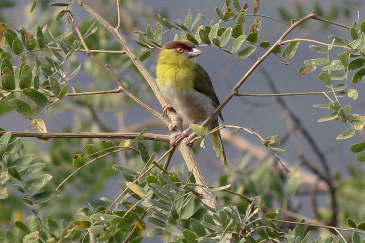 Rufous-browed Peppershrike - ML35133801