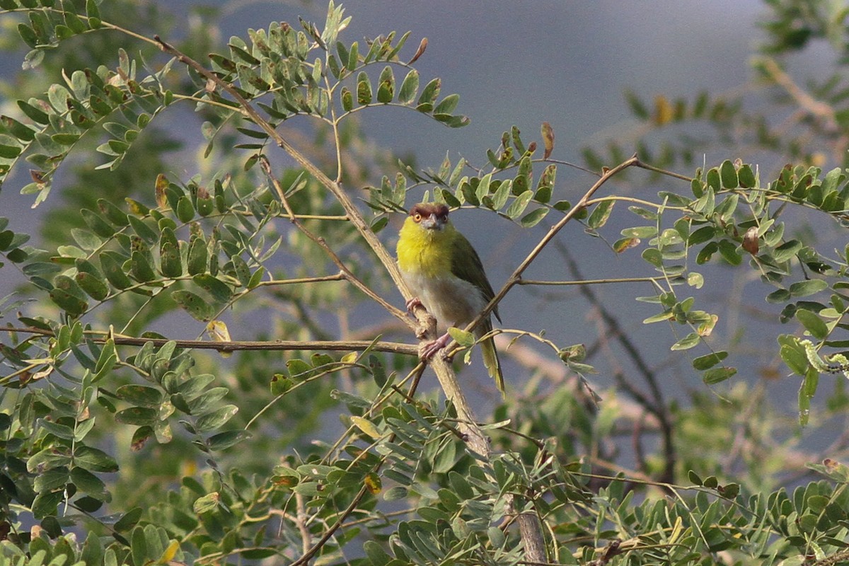 Rufous-browed Peppershrike - ML35133831