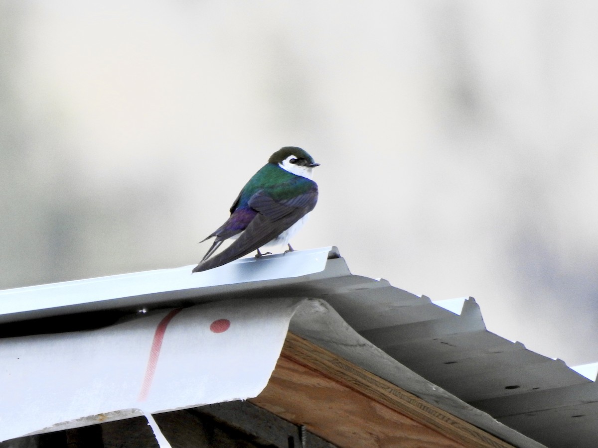 Violet-green Swallow - ML351339671