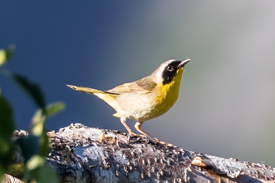 Common Yellowthroat - ML351341441