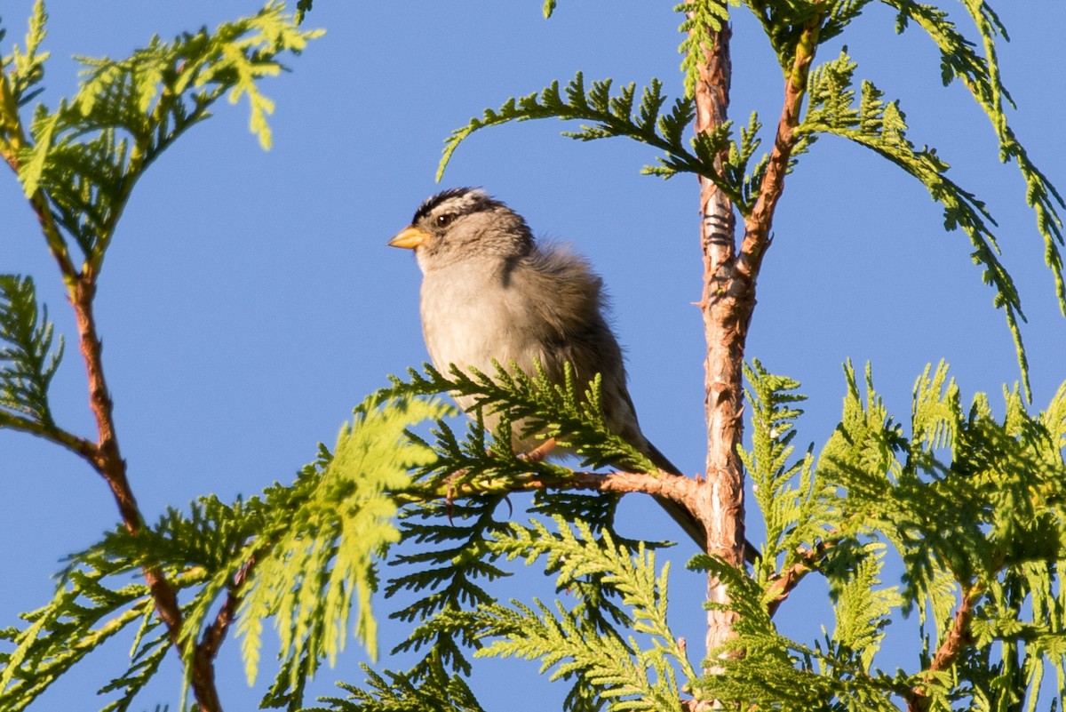 White-crowned Sparrow - ML351341511