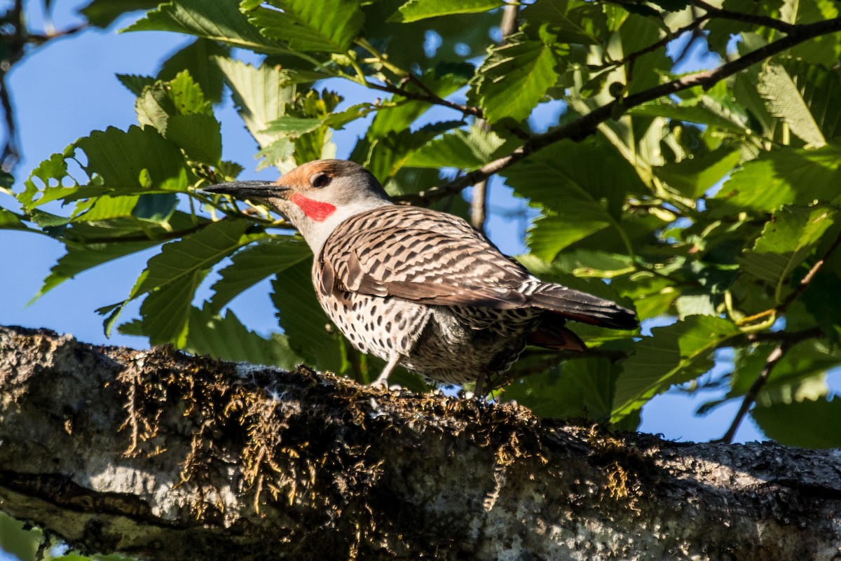 Northern Flicker - ML351341581
