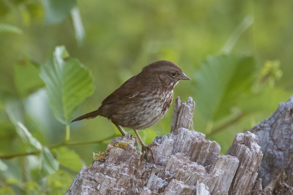 Song Sparrow - ML351341591