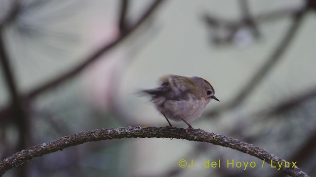 Goldcrest - ML351343191