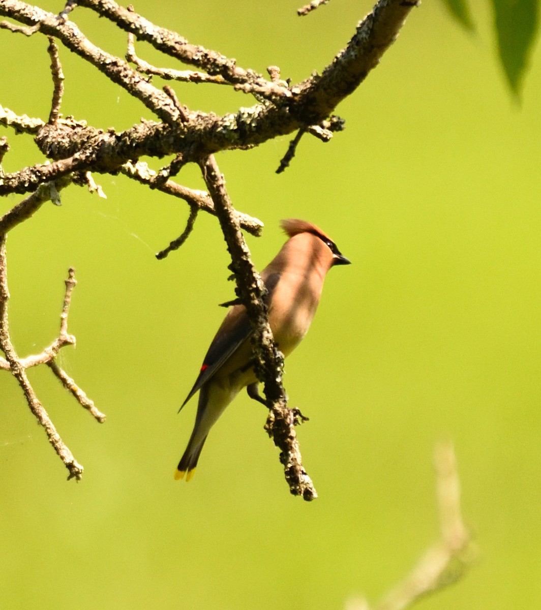 Cedar Waxwing - ML351344031