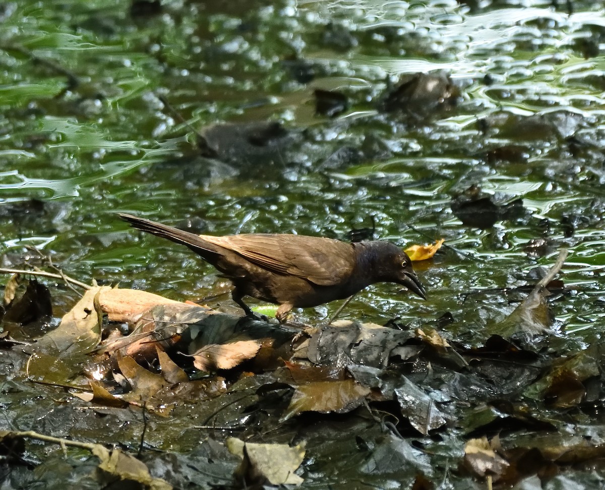 Common Grackle - ML351344041