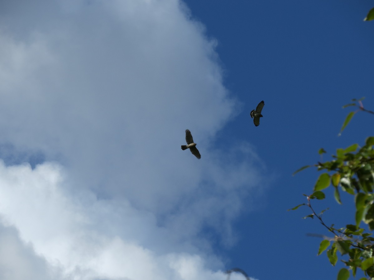 Broad-winged Hawk - ML351344131