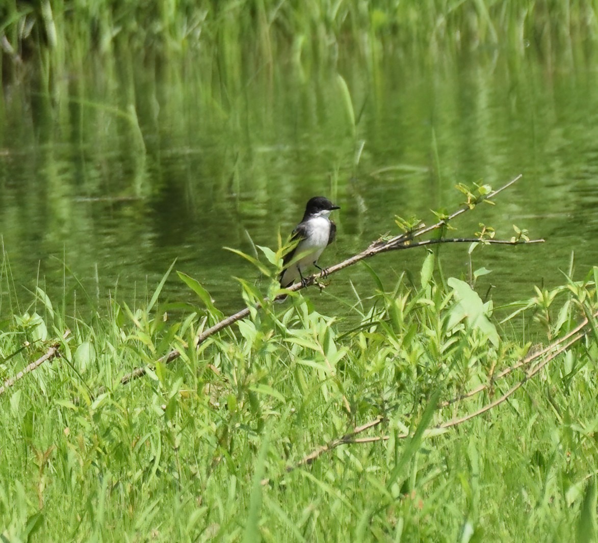 Eastern Kingbird - ML351344281