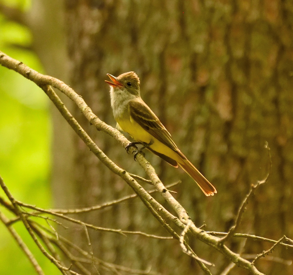 Great Crested Flycatcher - ML351344491