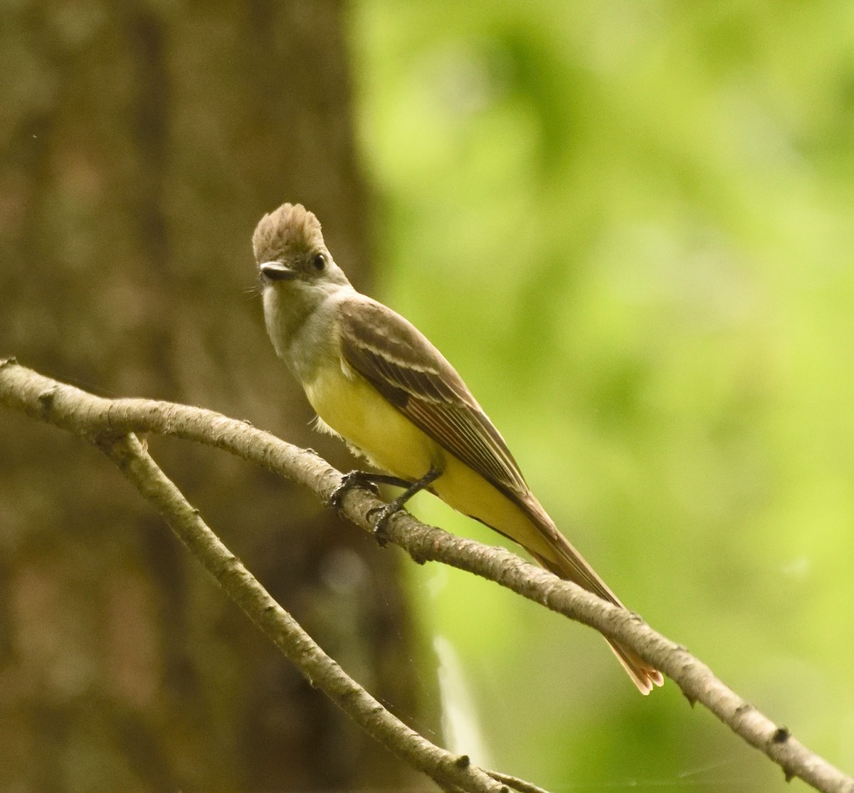 Great Crested Flycatcher - ML351344501
