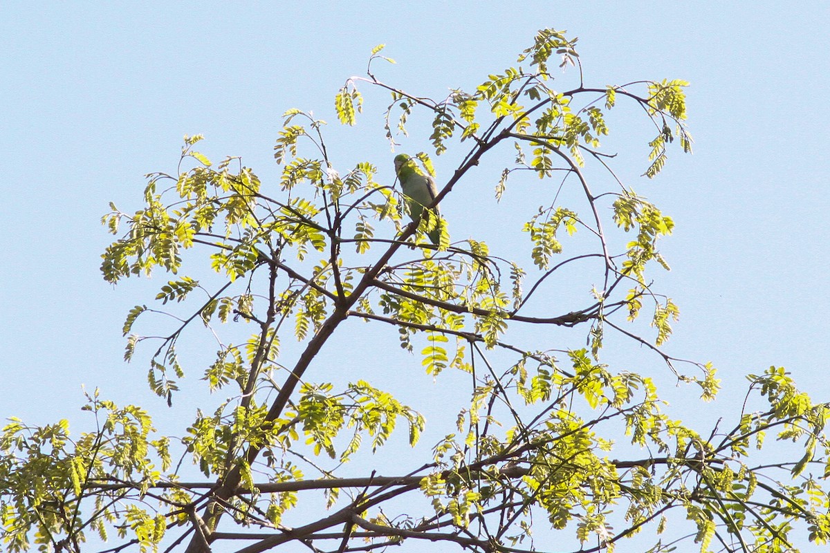 マメルリハシインコ - ML35134471