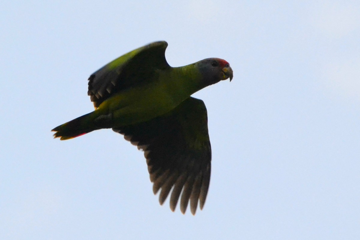 アカオボウシインコ - ML351344821