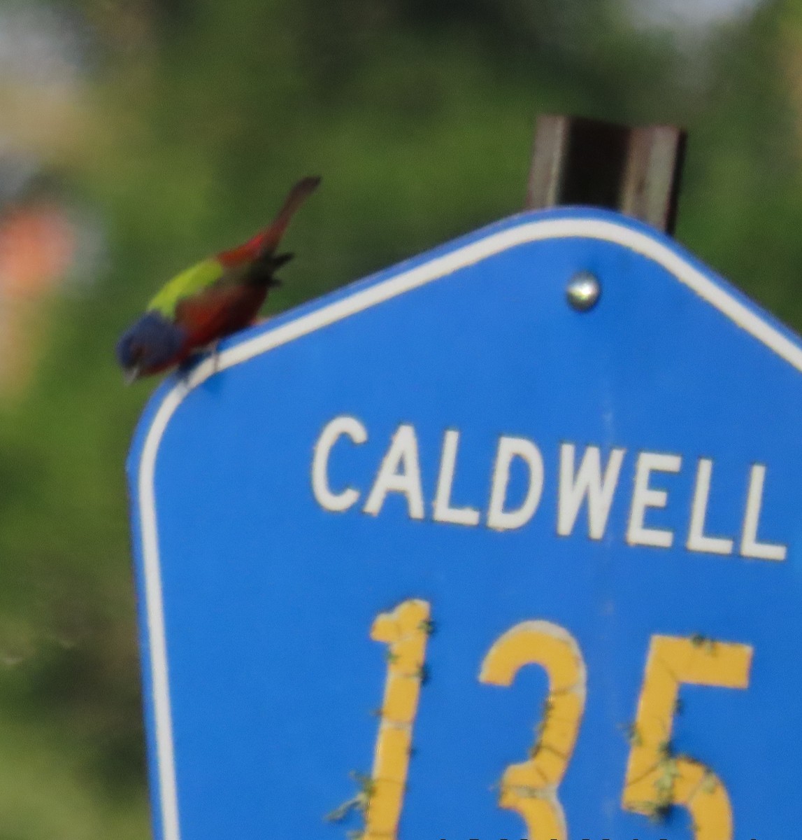 Painted Bunting - ML351345241