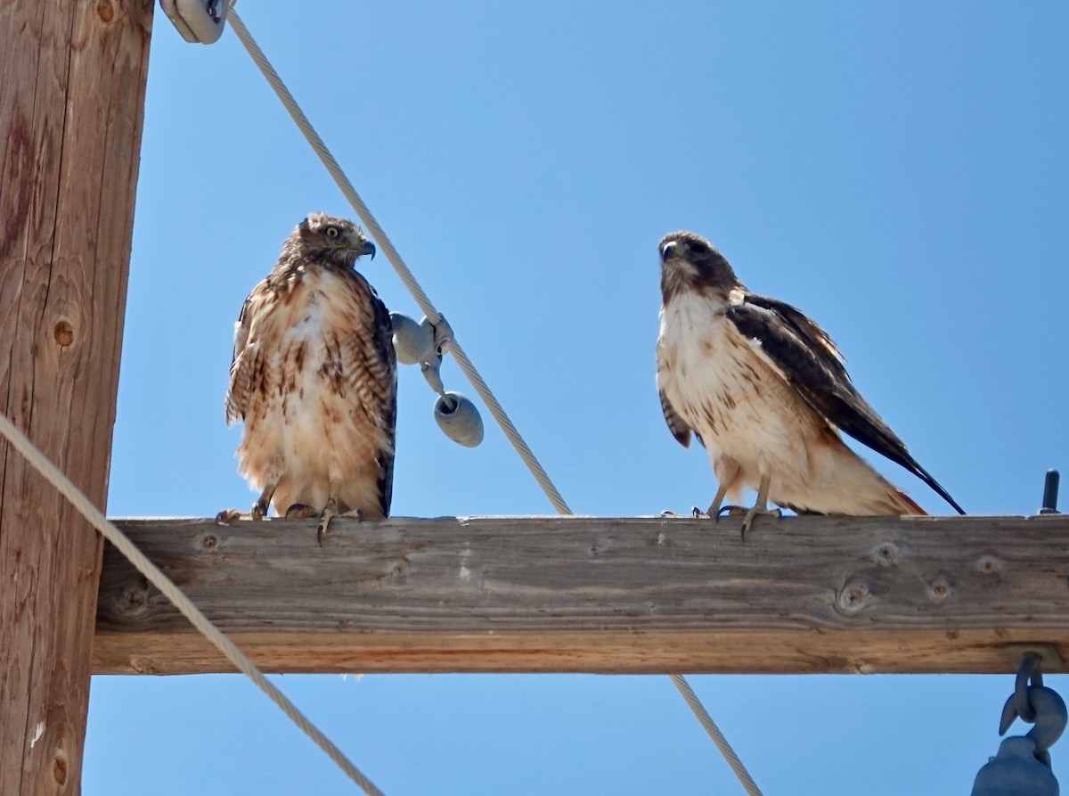 Red-tailed Hawk - Rick Taylor