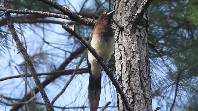 Brown Jay - ML351350101