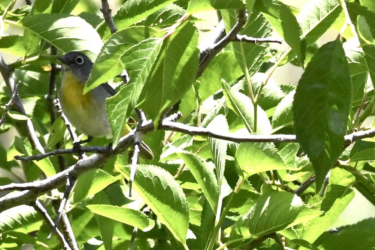 Virginia's Warbler - ML351350591