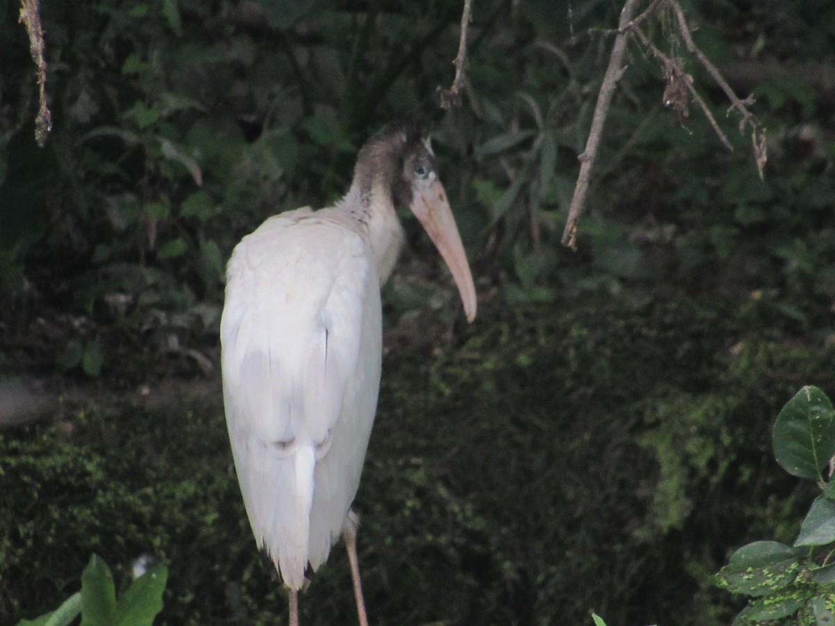 Wood Stork - ML351352621