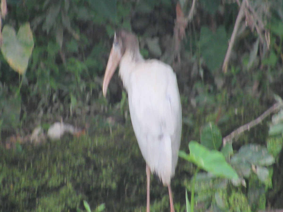 Wood Stork - ML351352631