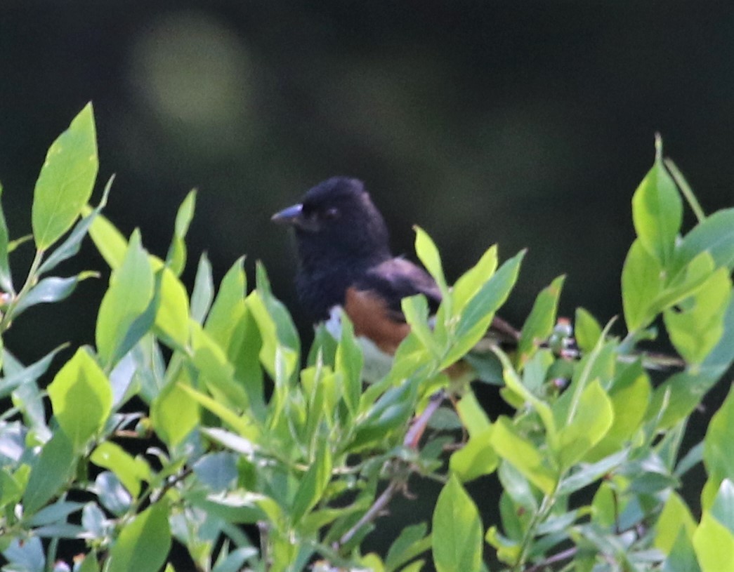 Eastern Towhee - ML351352691